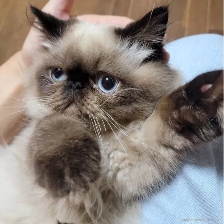 ヒマラヤン【東京都・男の子・2025年4月22日・シールポイント】の写真1