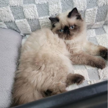 ヒマラヤン【東京都・男の子・2025年4月22日・シールポイント】の写真「飼い主に対する独占欲強いかもしれんσ(￣∇￣;)」