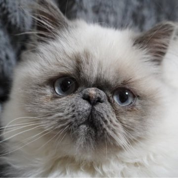 ヒマラヤン【東京都・女の子・2025年7月15日・ブルークリームポイント】の写真「コロッコロ感増してきております♡」