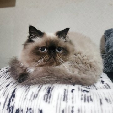 ヒマラヤン【東京都・男の子・2025年4月22日・シールポイント】の写真「年末年始、一緒にゴロゴロしませんか～」