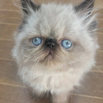ヒマラヤン【東京都・男の子・2025年4月22日・シールポイント】の写真「ぶちゃかわ日本代表！優勝候補。」