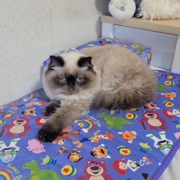 ヒマラヤン【東京都・男の子・2025年4月22日・シールポイント】の写真「飼い主に対する独占欲強いかもしれんσ(￣∇￣;)」