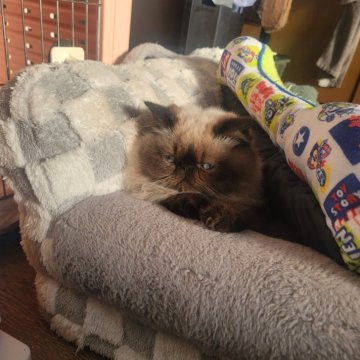 ヒマラヤン【東京都・男の子・2025年4月22日・シールポイント】の写真「飼い主に対する独占欲強いかもしれんσ(￣∇￣;)」