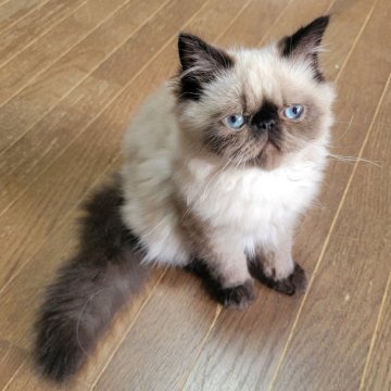 ヒマラヤン【東京都・男の子・2025年4月22日・シールポイント】の写真「毎日違う笑いをご提供～、飽きない面白いやつです！」
