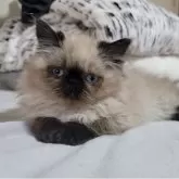 ヒマラヤン