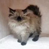 ヒマラヤン