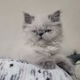 ヒマラヤン