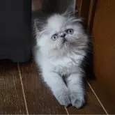 ヒマラヤン