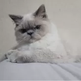 ヒマラヤン