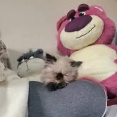 ヒマラヤン
