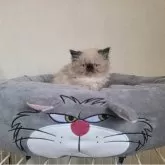 ヒマラヤン