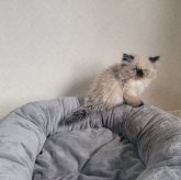 ヒマラヤン