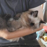 ヒマラヤン