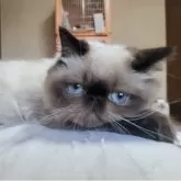 ヒマラヤン