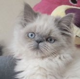 ヒマラヤン