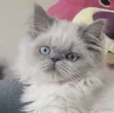 ヒマラヤン