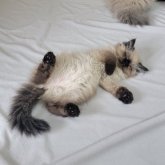 ヒマラヤン
