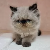 ヒマラヤン