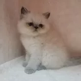 ヒマラヤン