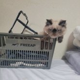 ヒマラヤン