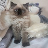ヒマラヤン