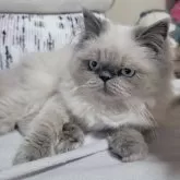 ヒマラヤン