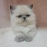 ヒマラヤン
