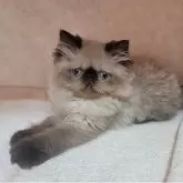 ヒマラヤン