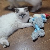 ヒマラヤン