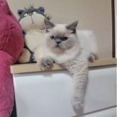 ヒマラヤン