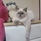 ヒマラヤン