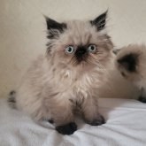 ヒマラヤン