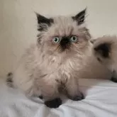 ヒマラヤン