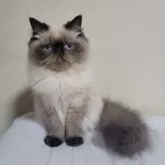 ヒマラヤン
