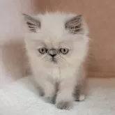 ヒマラヤン【東京都・女の子・2025年7月15日・ブルークリームポイント】の写真5