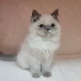 ヒマラヤン【東京都・女の子・2024年10月27日・ブルークリームポイント】の写真6