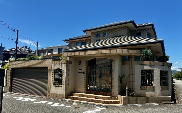 中元　美和(なかもと　みわ)ブリーダー(兵庫県・ノルウェージャンフォレストキャット・TCC登録)の紹介写真2