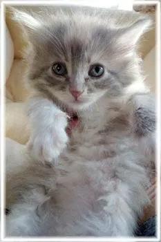 ID：1401-00076の子猫