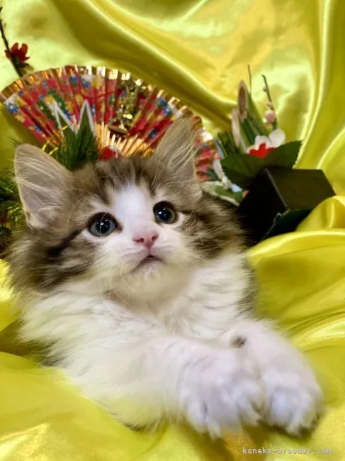 ID：2111-02229の子猫