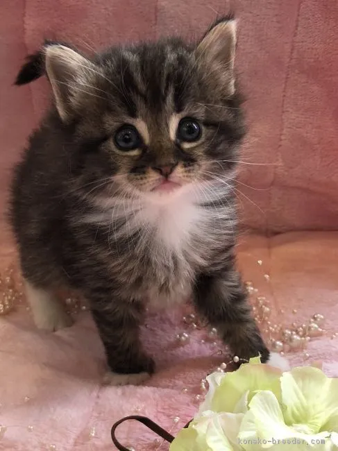 ID:1811-00188の子猫
