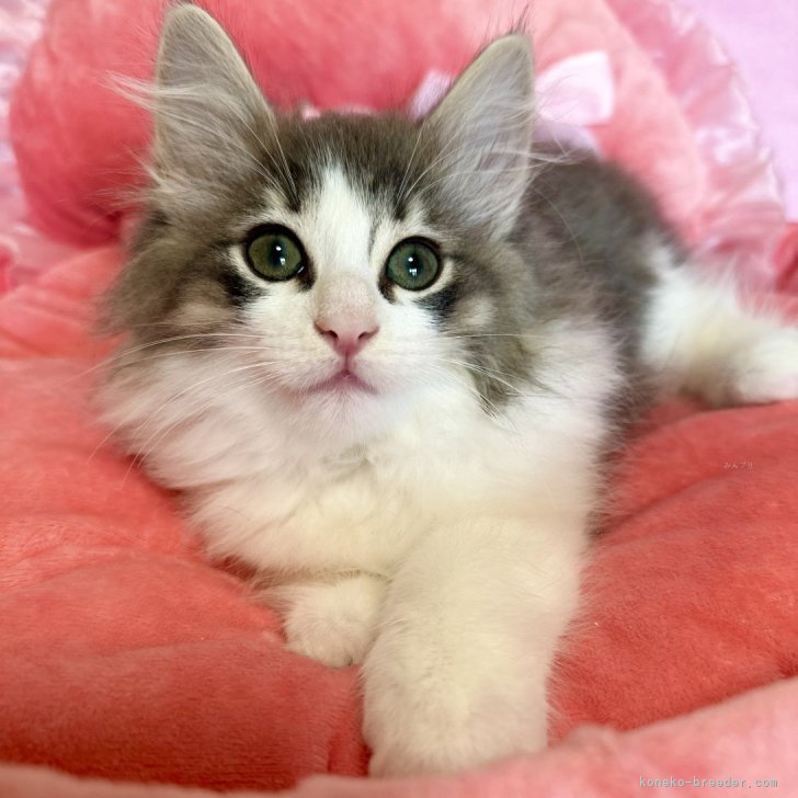 M.E 様のお迎えした子猫