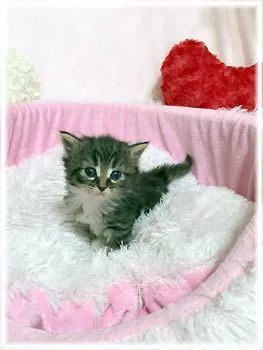 ID:1604-00635の子猫