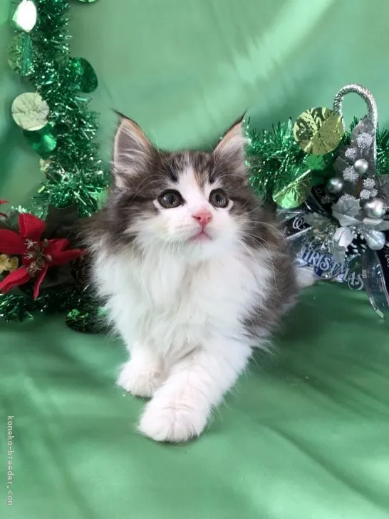 ID:1712-00343の子猫
