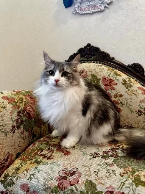 ID:2505-00453の成猫