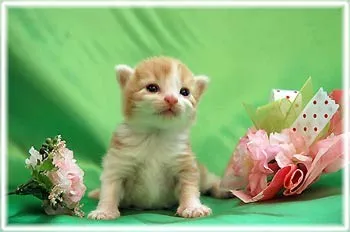 ID:1306-00285の子猫