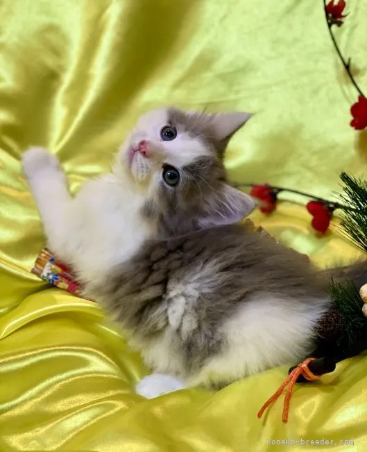 S.Y 様のお迎えした子猫