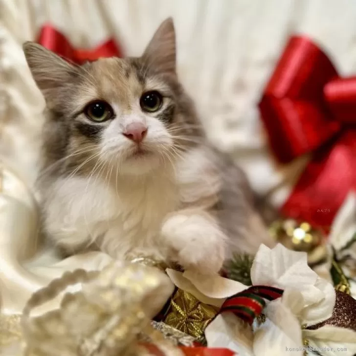 ことちゃん 様のお迎えした子猫