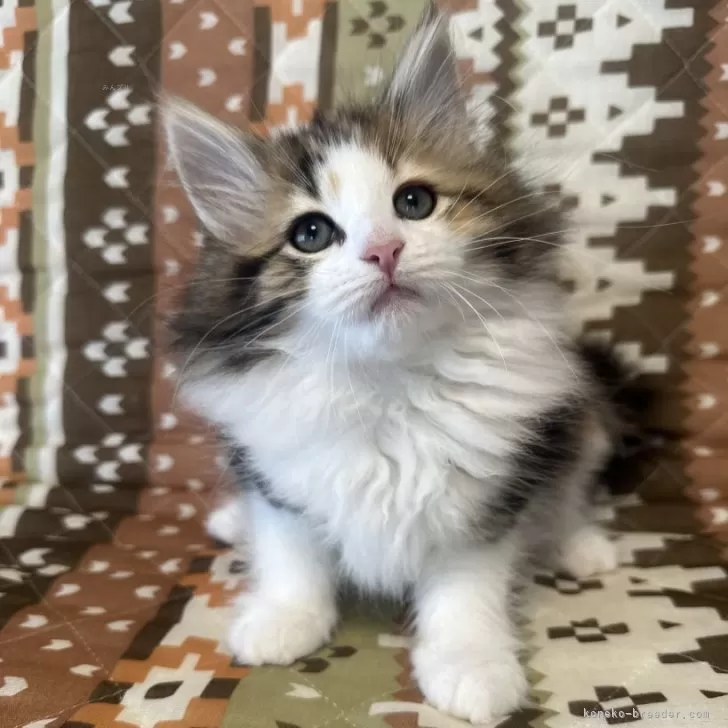 ID:2403-00909の子猫