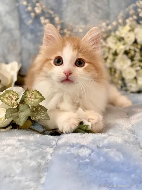 mina 様のお迎えした子猫