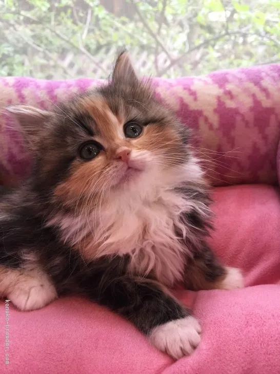 ID:1704-00168の子猫